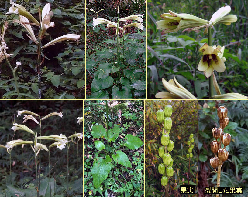 野山の草花・木々の花」植物検索図鑑 | 一覧
