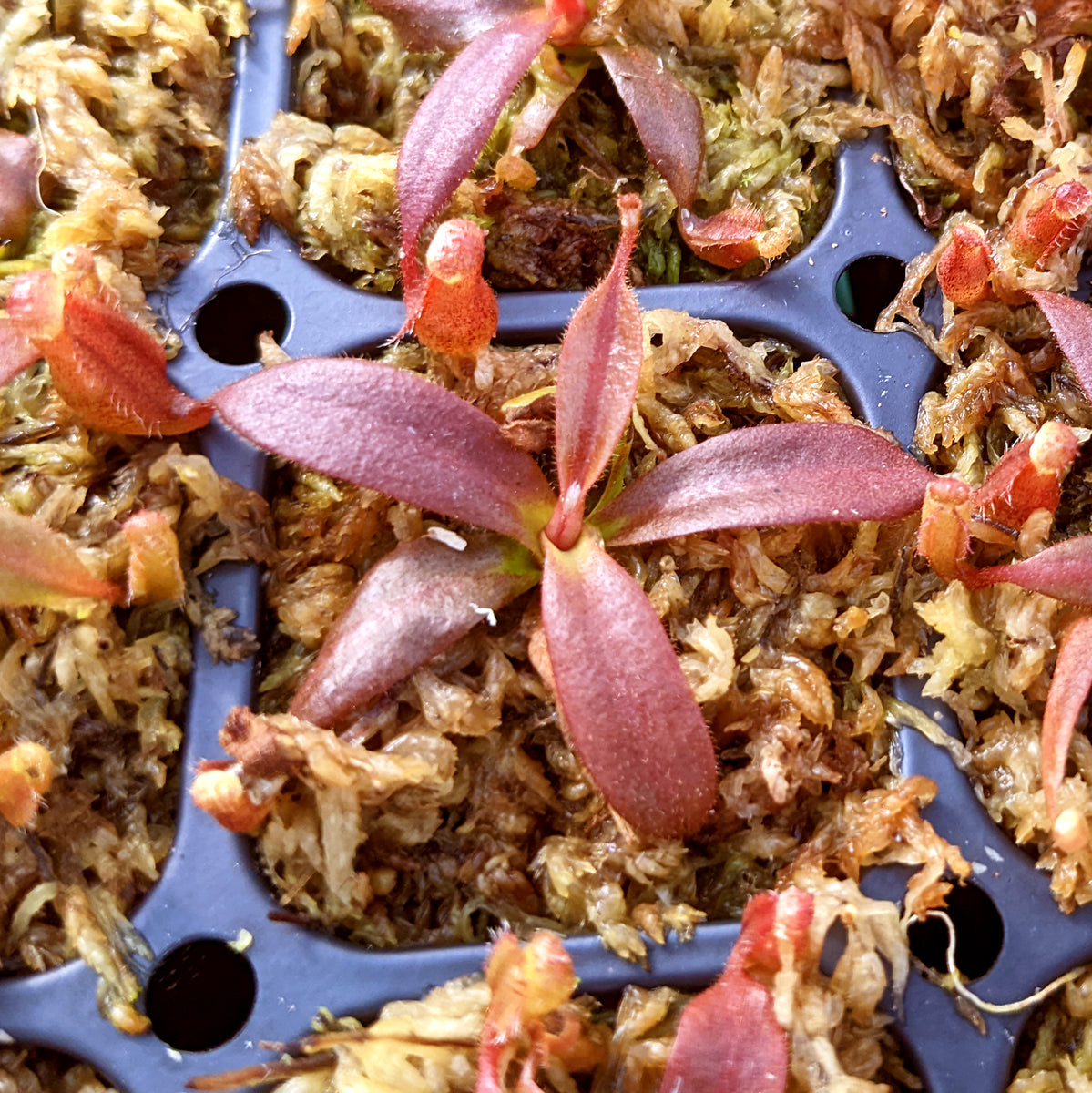 NVividMachine_1200x1200.jpg?v=