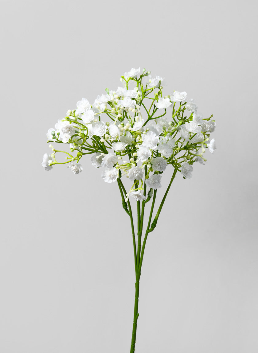 18in Long New Gypso Spray, Case of 12 – Jamali Garden