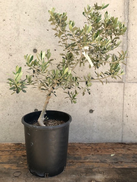 オリーブの木 アスコラーナ 7号 約140cm NO.846 現品掲載 オリーブの木
