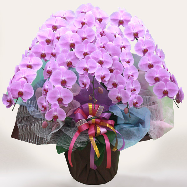 胡蝶蘭/その他蘭類【大阪・中之島/サトウ花店 Since 1928】