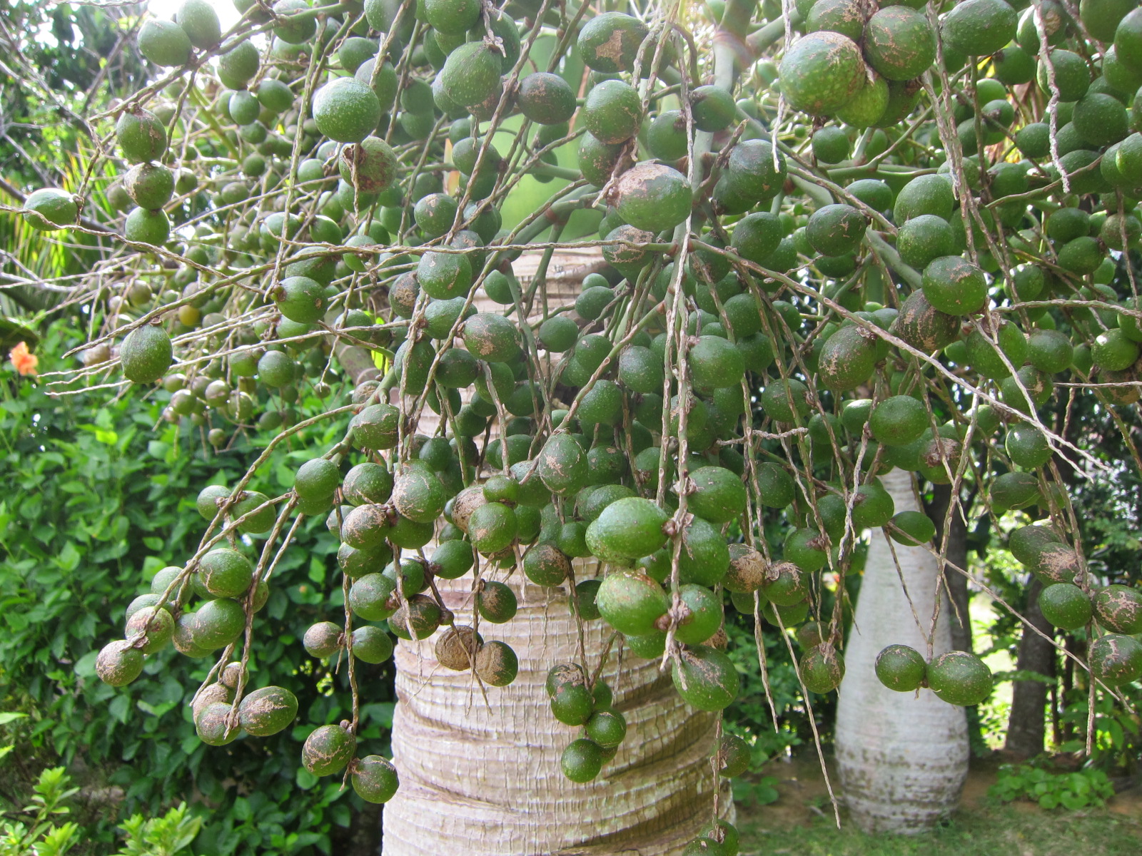 トックリヤシ（徳利椰子） - 沖縄百科事典 あじまぁ