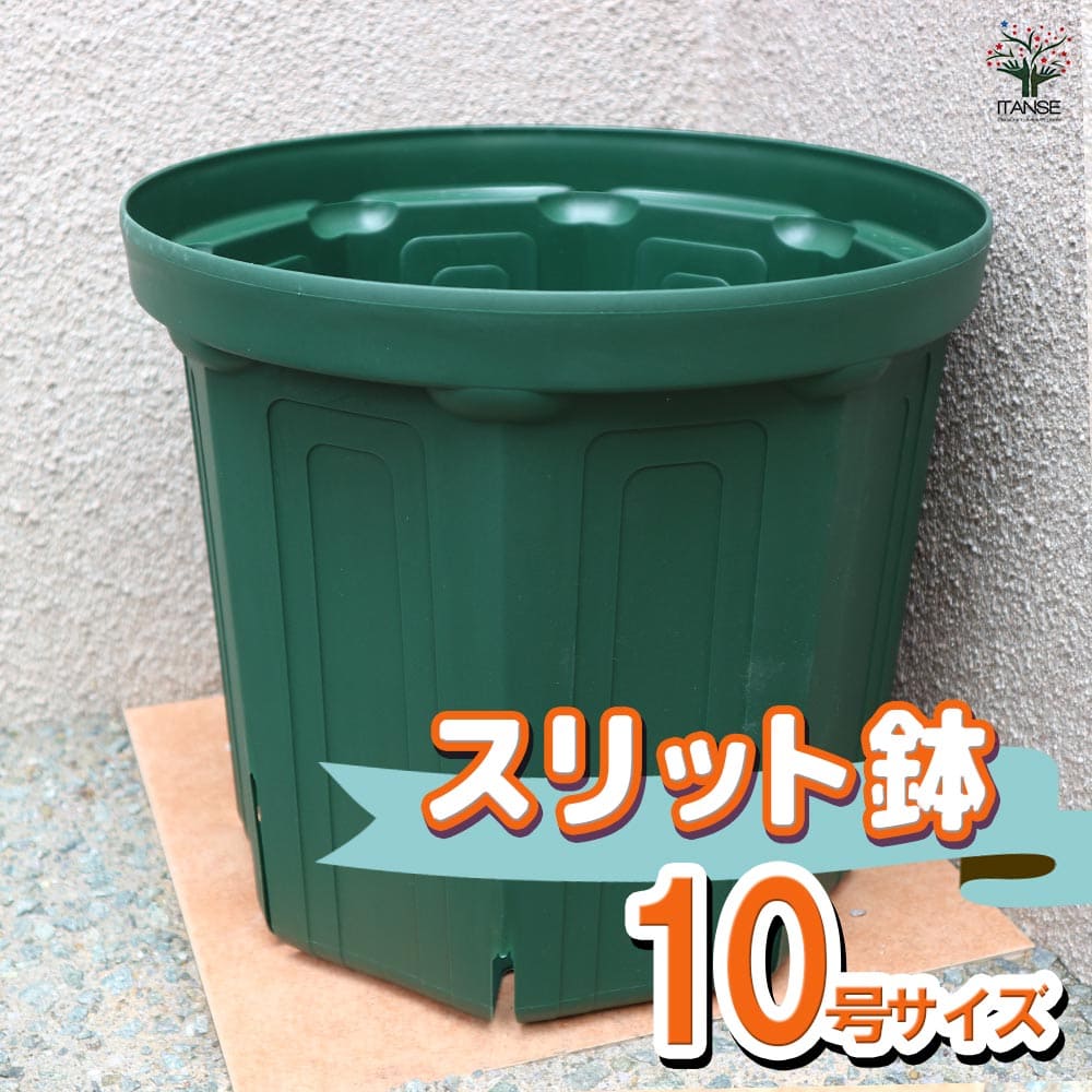 ☀️【Helleborus thibetanus】☀️4号スリット鉢ロング植え スリット