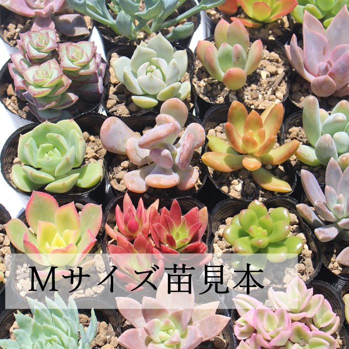 楽天市場】多肉植物 Mサイズ苗名前付き10個セット 多肉植物根付苗