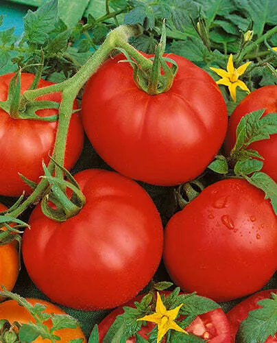 Ace 55 VF Tomato - Victory Seed Company