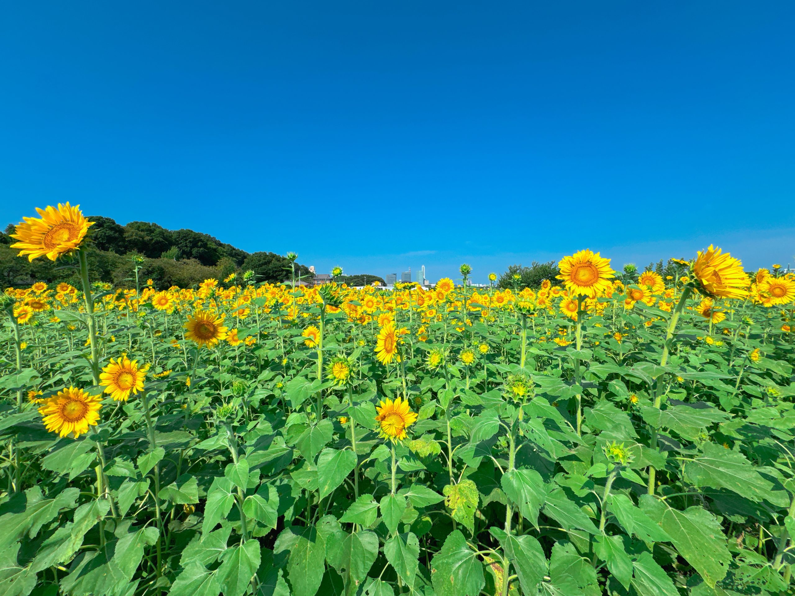 2025年の向日葵（ヒマワリ）の開花のお知らせ – 一般社団法人さいたま