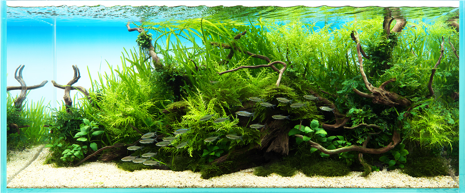 NATURE IN THE GLASS 「古木によりそう」 | AQUA DESIGN AMANO