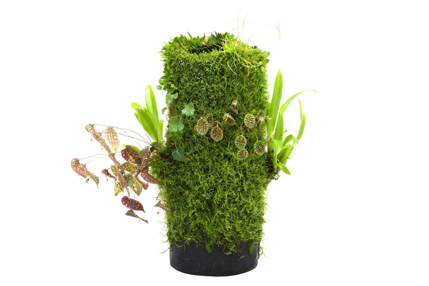 HOW TO ENJOY TERRA BASE PART1 「雲霧林への憧れ」 | AQUA DESIGN AMANO