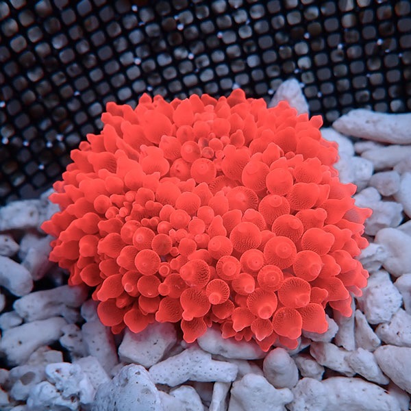 サンゴイソギンチャク レッドの極み | 海水魚通販はアクアギフト