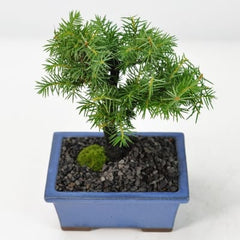 ミニ杜松の盆栽を販売｜盆栽妙 – 盆栽妙 本店
