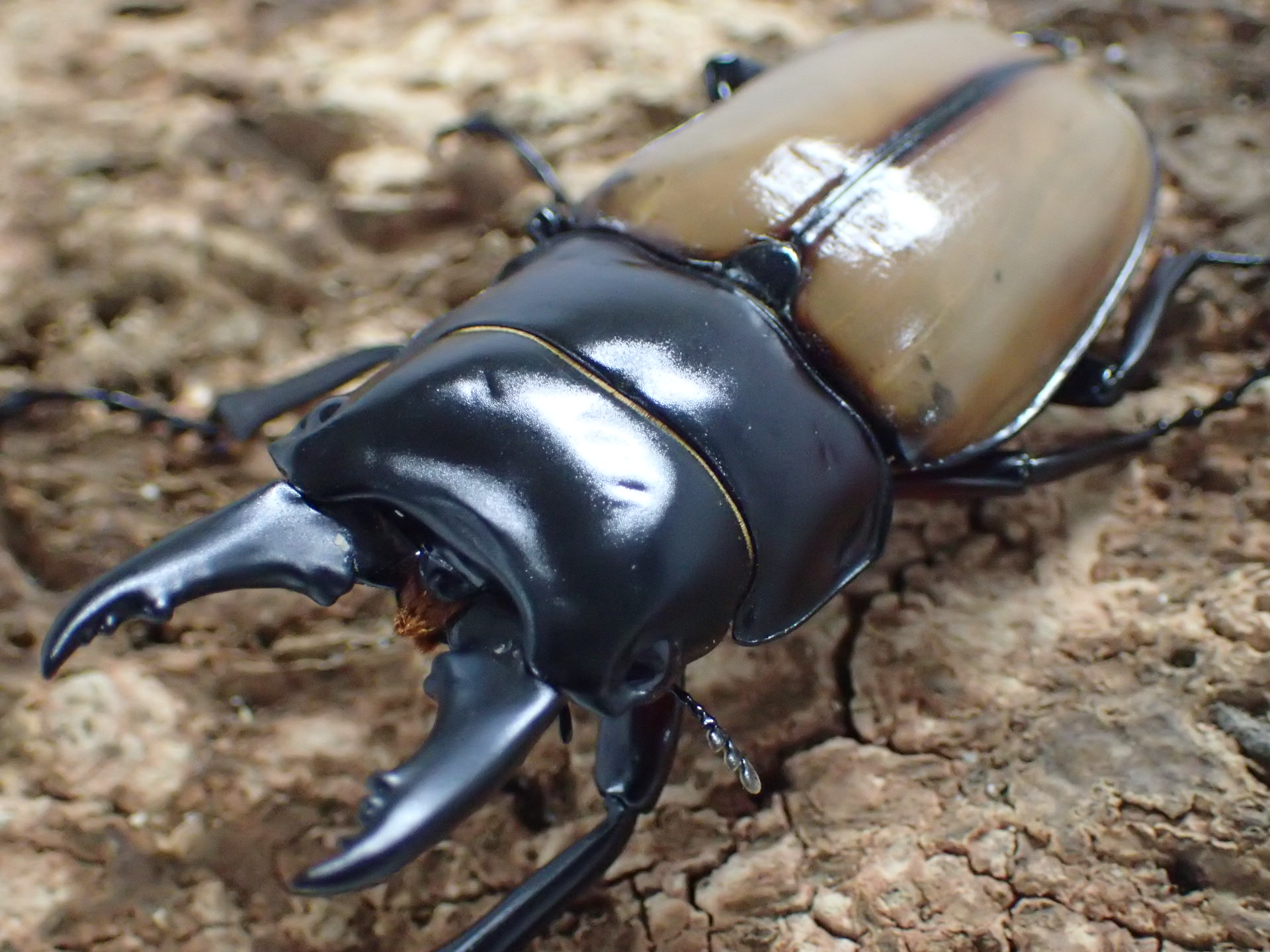 むしやどんぐり / ラフェルトノコギリクワガタ