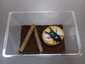 コバエシャッター(小)販売/カブトムシ・クワガタ専門店カブクワファーム