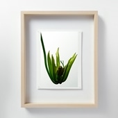 定番品】パブロ・ピカソ 「ブーケ」｜ポスター｜IDEE SHOP Online