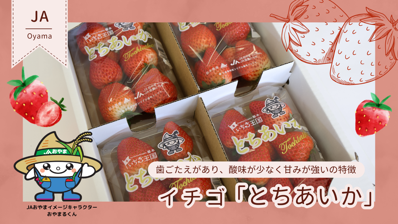 苺 とちあいか（約260g×4パック）栃木県 JAおやま産: とちぎ新鮮倉庫