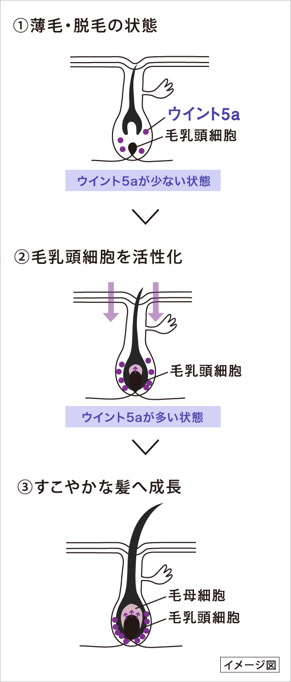 商品情報 - ヘアケア | ゴーモア | 株式会社ノエビア