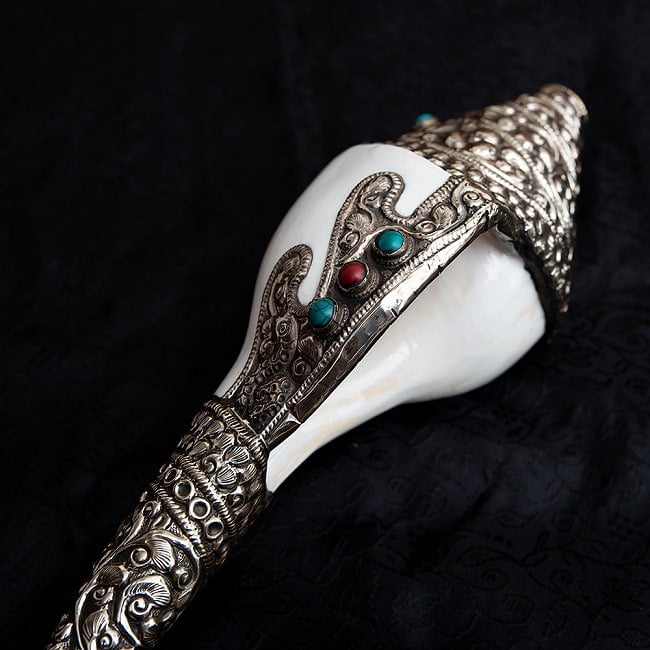 貝殻 特大マダラシャンクガイ 23cm 1906g 法螺貝 弘法大師の白法螺