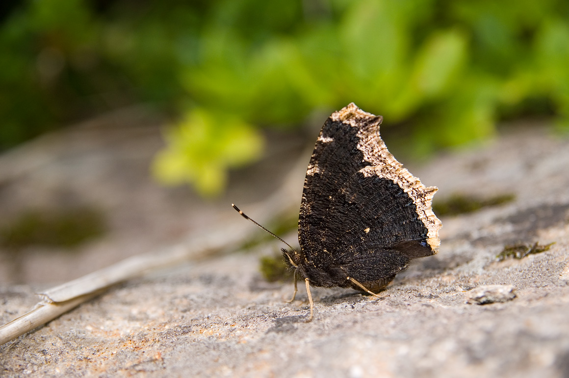 青森の蝶たち::キベリタテハ