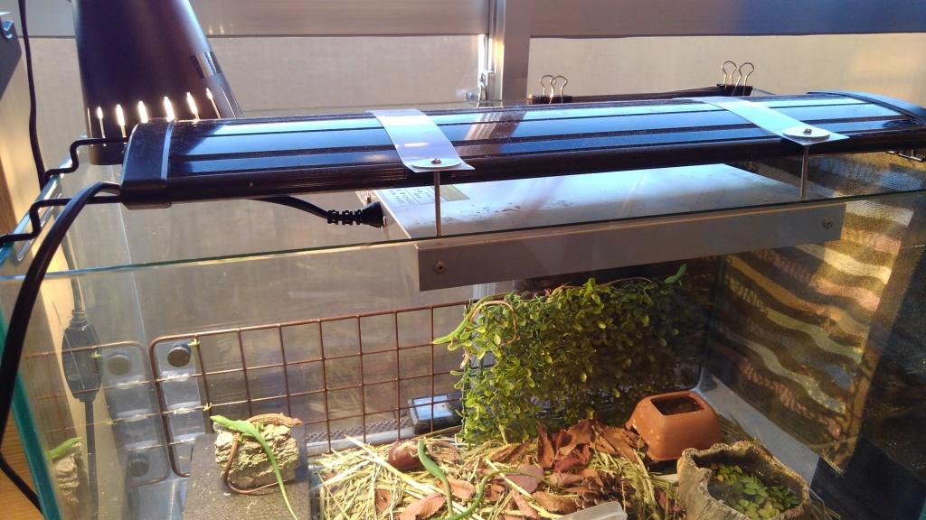 12月、冬になってからのトカゲ、カナヘビたち | mr.alex's lizard blog