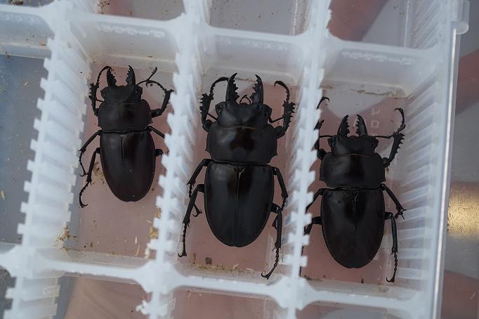 石垣島 ヤエヤママルバネ採集記 最終日 | しみじみ観察メモ