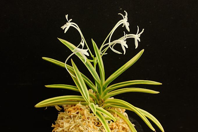 富貴蘭 御城覆輪 - 「中越植物園オンラインショップ」