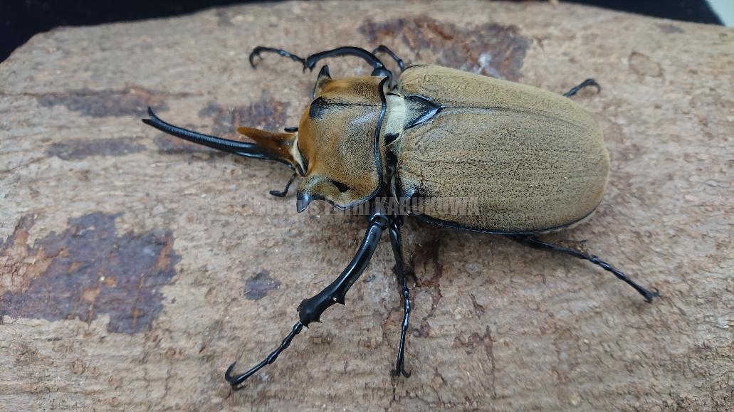 ゾウカブト成虫 | Dorcusfarm