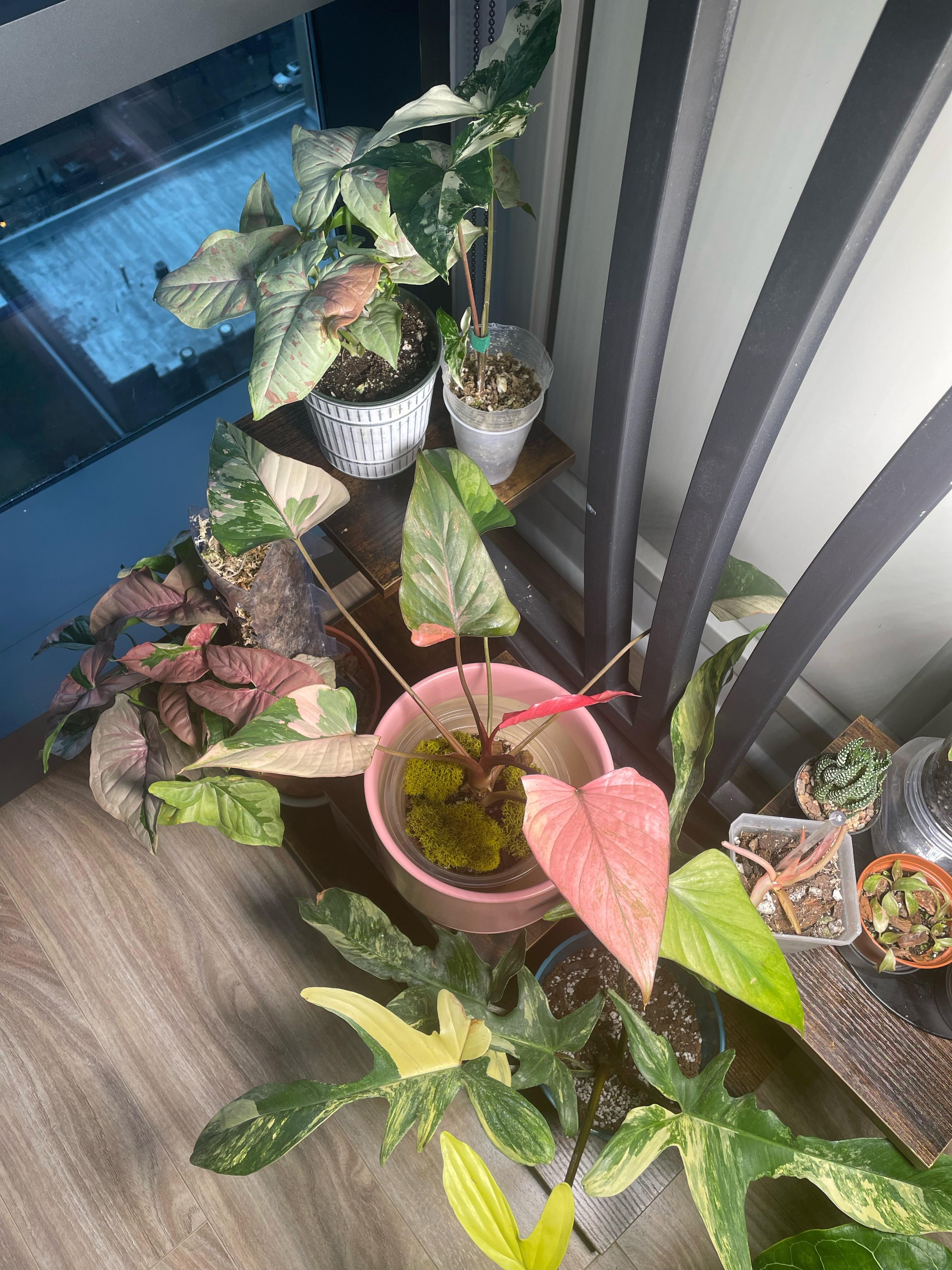 マイ ホマロメナ ピンクダイヤモンド : r/RareHouseplants