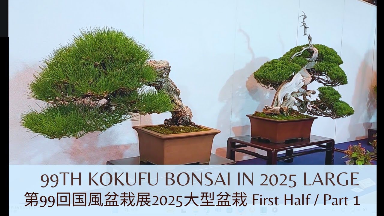 2025 First Half (Part 1) of the Kokufu Bonsai Large Section 前期第