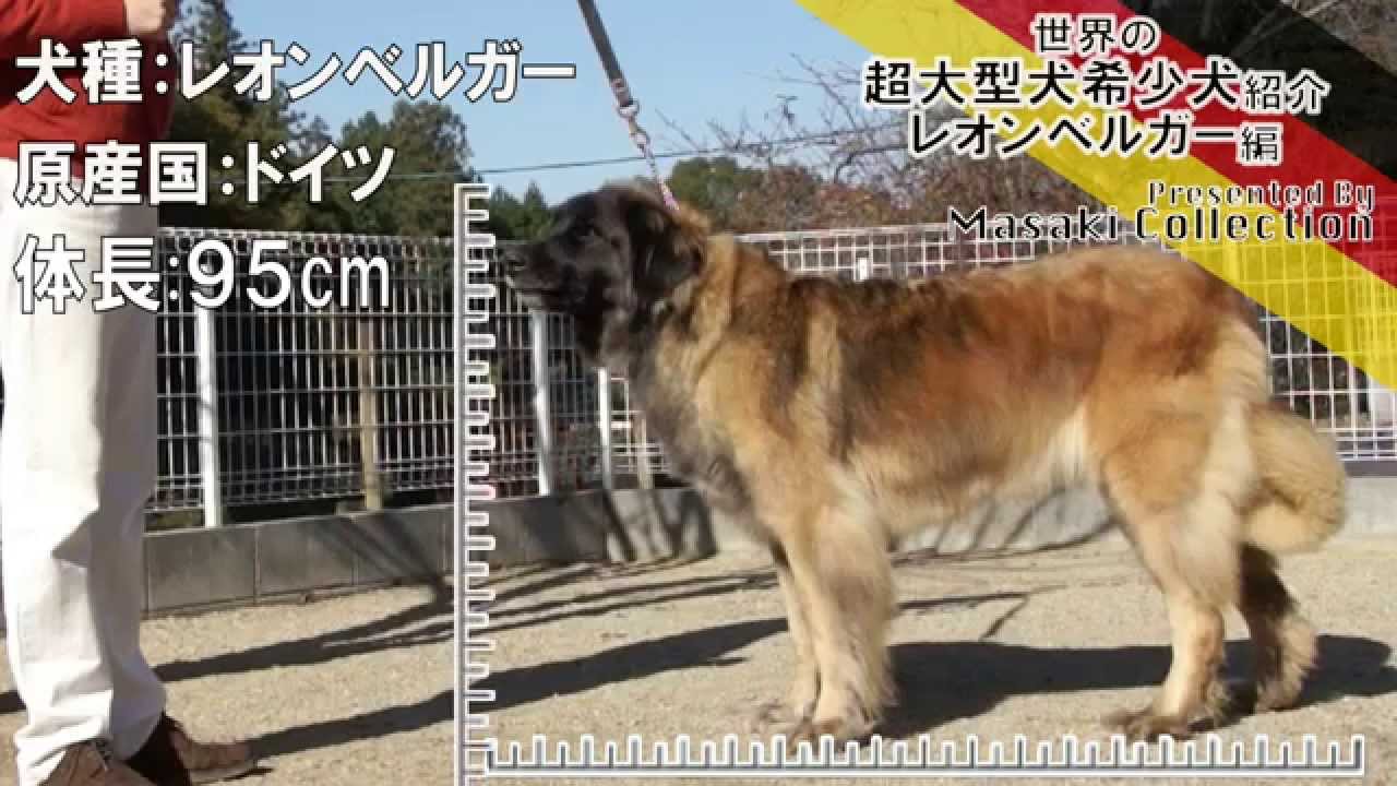 レオンベルガーとは | 全国から愛犬家が集まるブリーダー マサキ