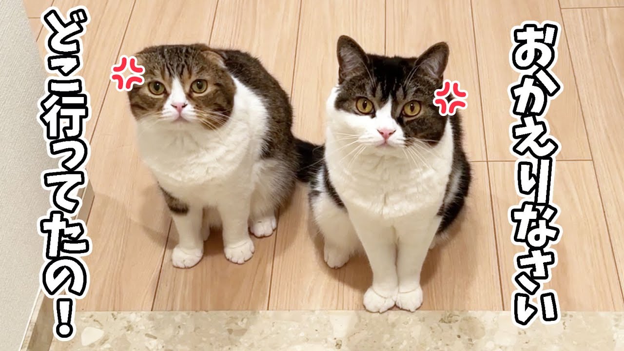 半日外出しただけなのに帰宅したら玄関で猫が待ち伏せしていました…汗