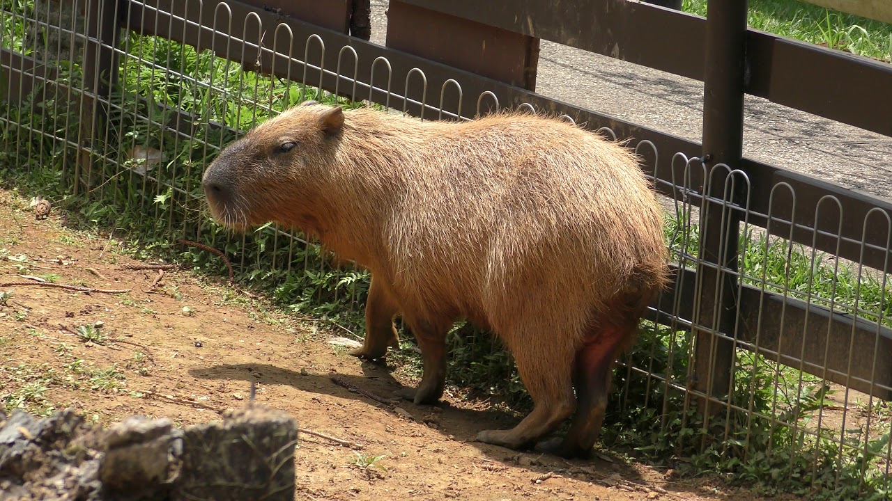 Capybara (Southeast Botanical Gardens, Okinawa, Japan) May 12