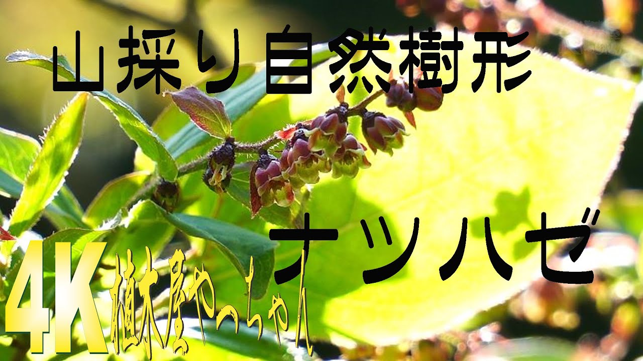 山採り自然樹形ナツハゼ 花 2023 - YouTube