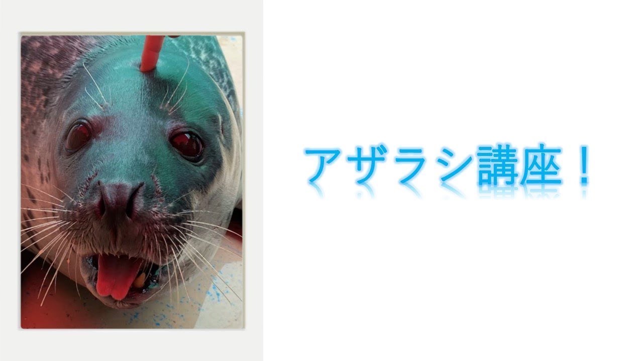 1/20 アザラシ講座 - YouTube