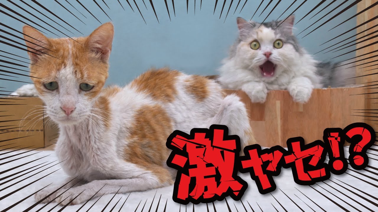 I weighed my cat for the first time in a while and was shocked