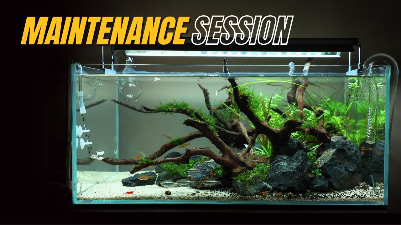 ADA新商品 ライトスクリーン紹介 後ろから光がぽわ〜と出てきてなんか