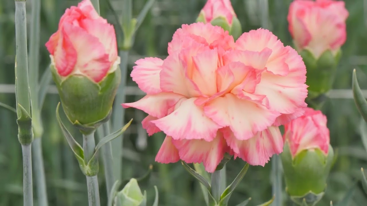 sel ® スピリッツアランシオ | カーネーション Cuttings