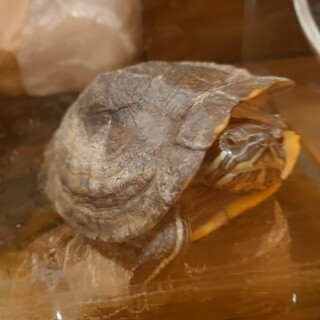 黄色に反応するカメちゃん」東京都 - 爬虫類・他の里親募集(464199