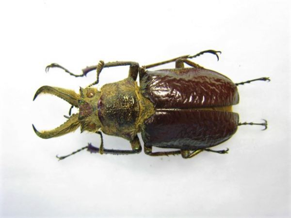 ペルー産ギガンテウスシワバネクワガタ83mm ペア