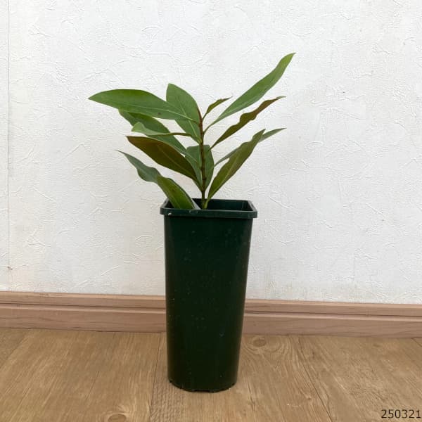 園芸ネット本店｜タイサンボク：リトルジェム 3.5号ポット の通販【公式】