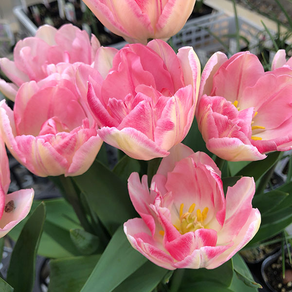 園芸ネット本店｜チューリップ：フォックストロット5号鉢植え の通販