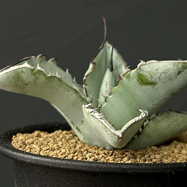 園芸ネット本店｜アガベ：チタノタ ホワイトアイス 3号鉢植え* の通販