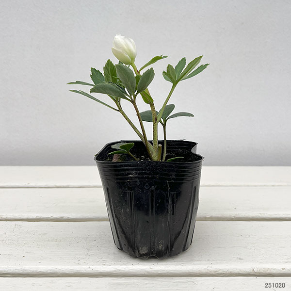 園芸ネット本店｜クリスマスローズ（原種系）：早咲きニゲル3号ポット