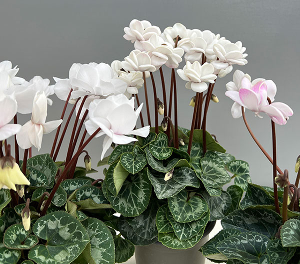 園芸ネット本店｜シクラメン：フェアリーピコ・ポーラー3号ロング