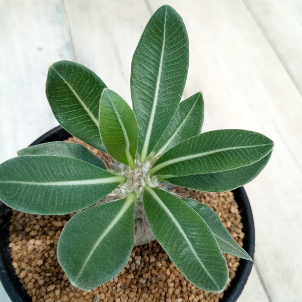 園芸ネット本店｜パキポディウム：デンシフローラム（実生株） 3号 の