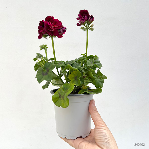 園芸ネット本店｜アイビーゼラニウム：ロイヤル ナイト12（レッド）3.5