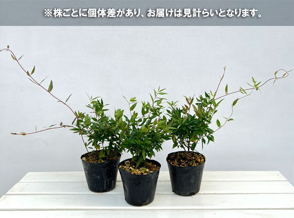 園芸ネット本店｜カロライナジャスミン4号鉢植え の通販【公式】
