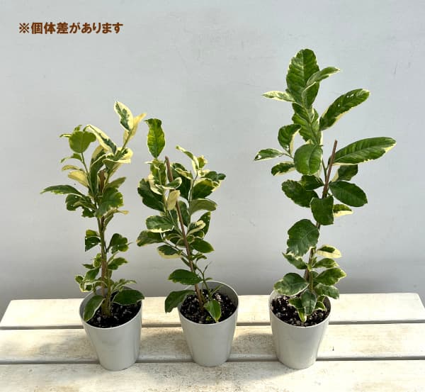 園芸ネット本店｜レモン：ピンクレモネード4号鉢植え の通販【公式】