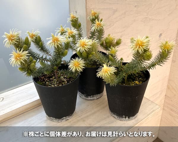 園芸ネット本店｜フィリカ プベッセンス：ワフトフェザ（樹高約20