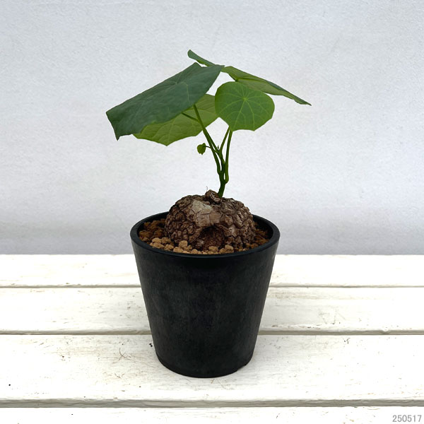 園芸ネット本店｜ステファニア：スベローサ 3.5号ポット の通販【公式】