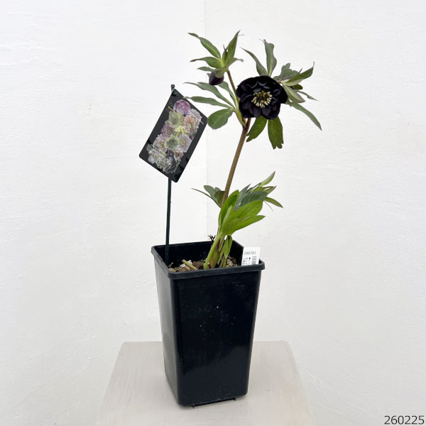 園芸ネット本店｜クリスマスローズ：セレクトダブル26-97／1.5Lポット