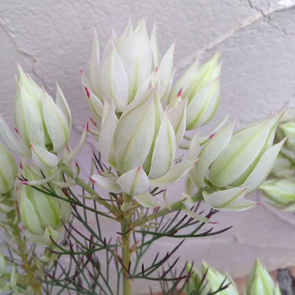 園芸ネット本店｜セルリア（ジョーイセルリア）：ブラッシングブライド